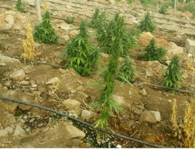 Κρυμμένο χασίς σε δάσος εντόπισαν οι Αρχές στα Γρεβενά